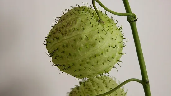 how to clean silk flowers