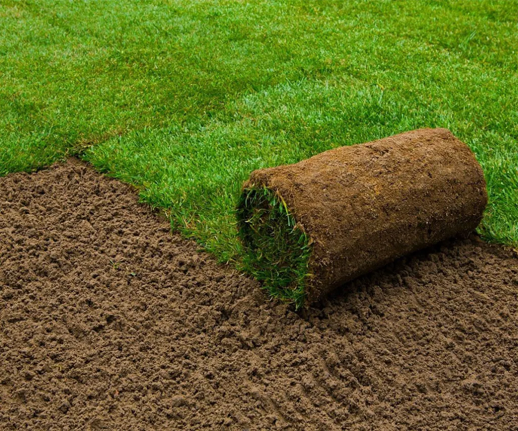 best grass seed for florida