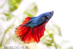 betta fish rescue