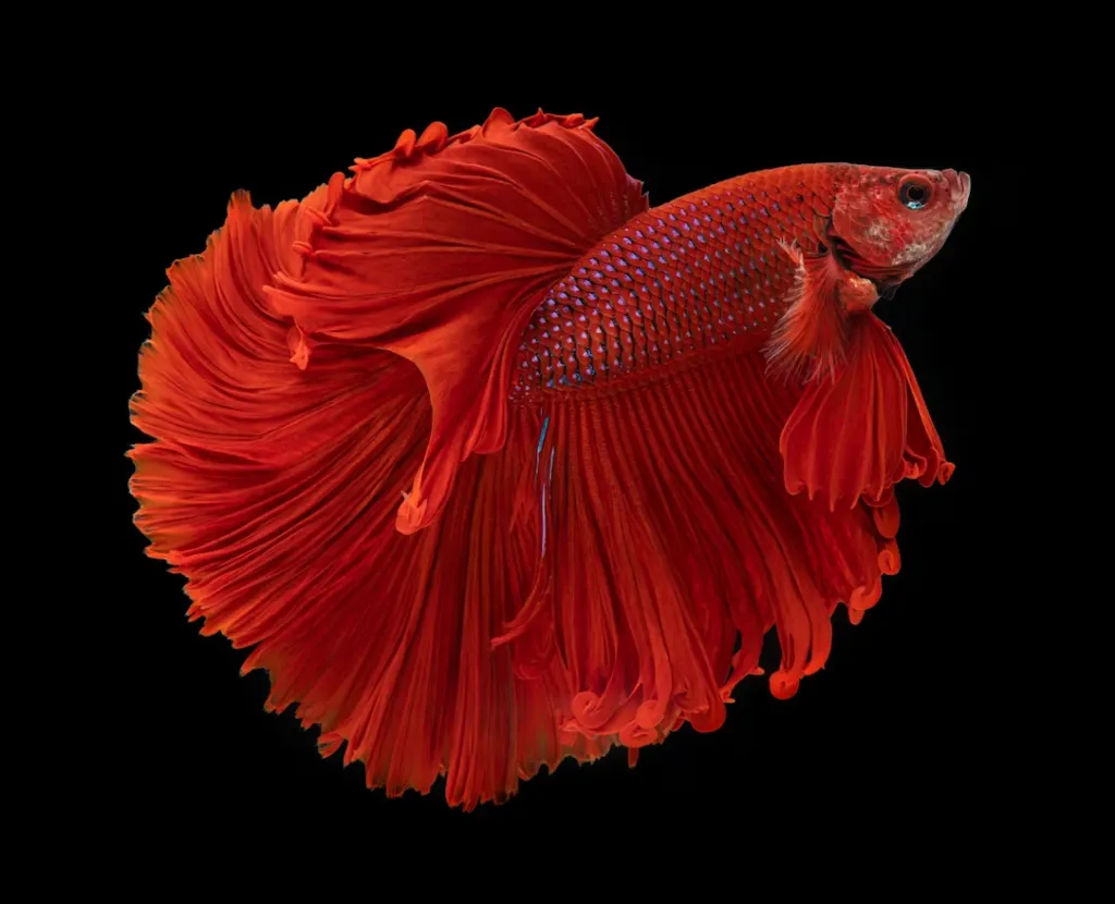 betta fish rescue